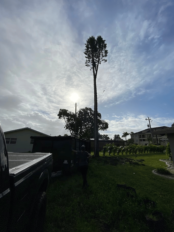 Tall tree removed during residential yard cleanup and debris hauling service